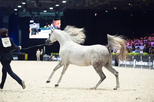 Arabian horse world championship, Nord Villepente in Paris. PARI — Stock Photo, Image