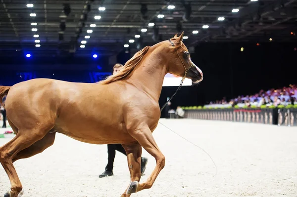 Campeonato Mundial de Cavalos Árabes, Nord Villepente em Paris. PARI — Fotografia de Stock