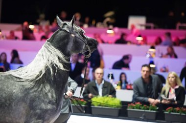 Arap atı Dünya Şampiyonası, Paris Nord Villepente. PARI