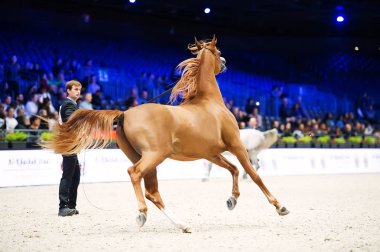 Arap atı Dünya Şampiyonası, Paris Nord Villepente. PARI