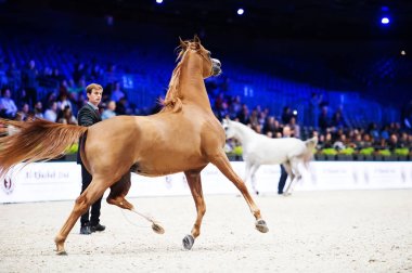Arap atı Dünya Şampiyonası, Paris Nord Villepente. PARI