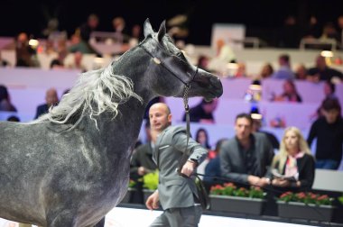 Arap atı Dünya Şampiyonası, Paris Nord Villepente. PARI