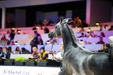 Arap atı Dünya Şampiyonası, Paris Nord Villepente. PARI