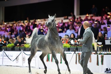 Arap atı Dünya Şampiyonası, Paris Nord Villepente. PARI