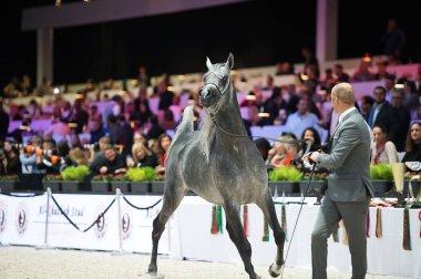 Arap atı Dünya Şampiyonası, Paris Nord Villepente. PARI