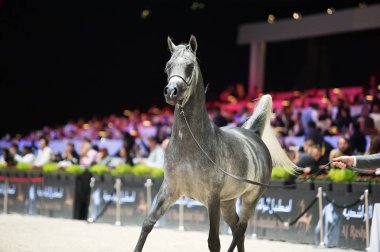 Arap atı Dünya Şampiyonası, Paris Nord Villepente. PARI