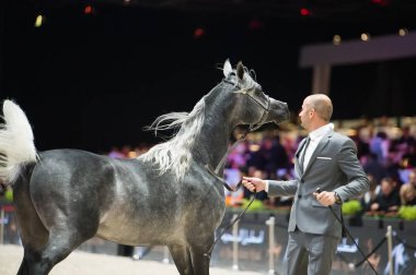 Arap atı Dünya Şampiyonası, Paris Nord Villepente. PARI