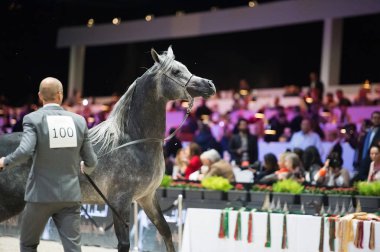 Arap atı Dünya Şampiyonası, Paris Nord Villepente. PARI