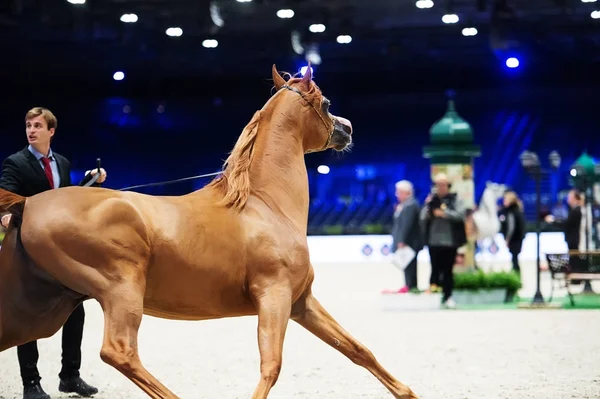 アラビアの馬の世界選手権、パリのノール Villepente。巴里 — ストック写真