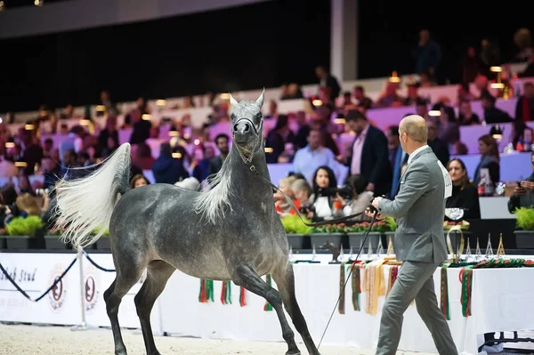 Arabian horse world championship, Nord Villepente in Paris. PARI — Stock Photo, Image