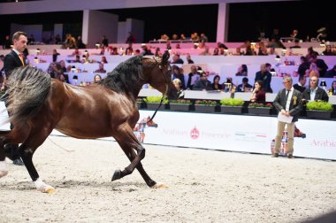 Arap atı Dünya Şampiyonası, Paris Nord Villepente. PARI