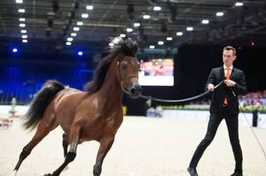 Arap atı Dünya Şampiyonası, Paris Nord Villepente. PARI