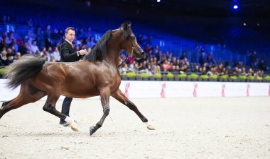 Arap atı Dünya Şampiyonası, Paris Nord Villepente. PARI