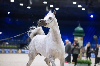 Arap atı Dünya Şampiyonası, Paris Nord Villepente. PARI