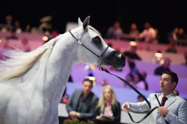 Arap atı Dünya Şampiyonası, Paris Nord Villepente. PARI