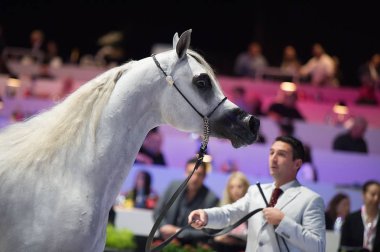 Arap atı Dünya Şampiyonası, Paris Nord Villepente. PARI