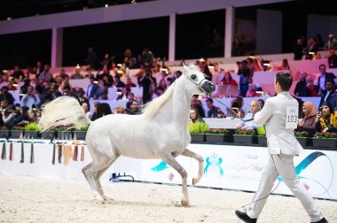 Arap atı Dünya Şampiyonası, Paris Nord Villepente. PARI