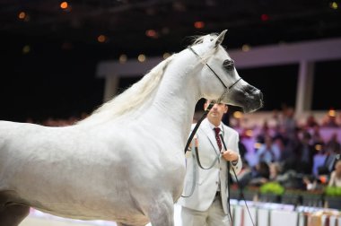 Arap atı Dünya Şampiyonası, Paris Nord Villepente. PARI