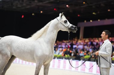 Arap atı Dünya Şampiyonası, Paris Nord Villepente. PARI