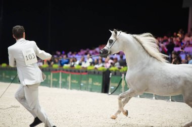 Arap atı Dünya Şampiyonası, Paris Nord Villepente. PARI