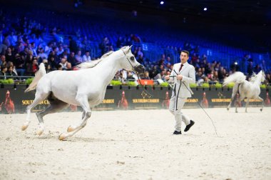 Arap atı Dünya Şampiyonası, Paris Nord Villepente. PARI