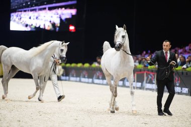 Arap atı Dünya Şampiyonası, Paris Nord Villepente. PARI