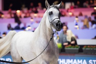 Arap atı Dünya Şampiyonası, Paris Nord Villepente. PARI