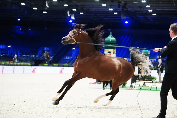 Arabian horse world championship, Nord Villepente in Paris. PARI — Stock Photo, Image