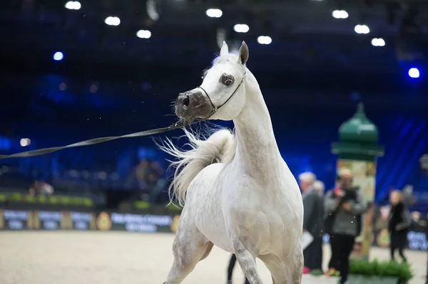 Campionato del mondo di cavalli arabi, Nord Villepente a Parigi. PARI — Foto Stock