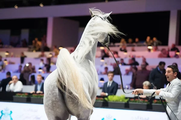 Campeonato Mundial de Cavalos Árabes, Nord Villepente em Paris. PARI — Fotografia de Stock