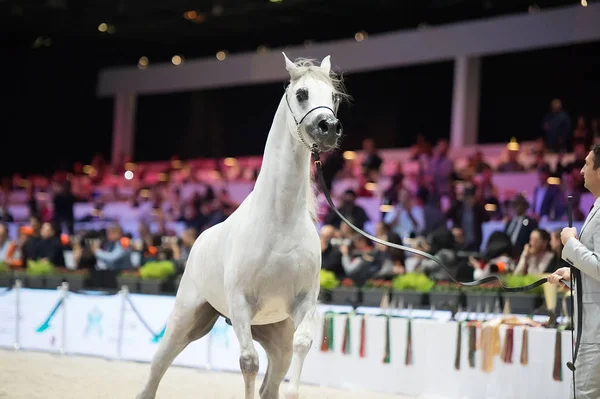 Arabian horse world championship, Nord Villepente in Paris. PARI — Stock Photo, Image