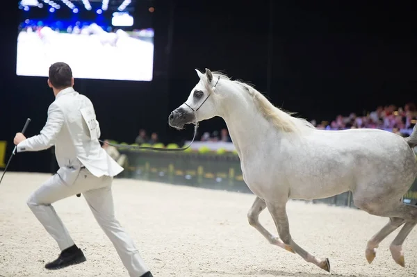 アラビアの馬の世界選手権、パリのノール Villepente。巴里 — ストック写真