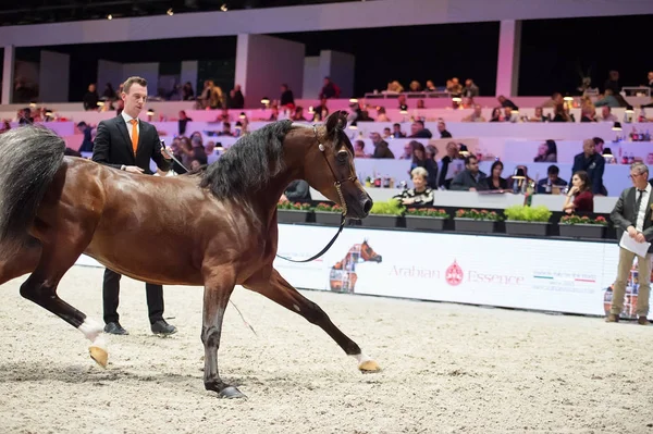 Arabian horse world championship, Nord Villepente in Paris. PARI Royalty Free Stock Photos