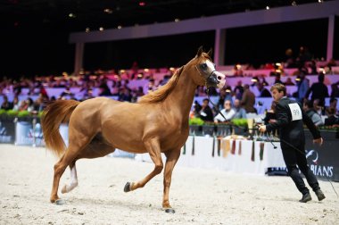 Arap atı Dünya Şampiyonası, Paris Nord Villepente. PARI