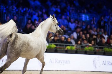 Arap atı Dünya Şampiyonası, Paris Nord Villepente. PARI