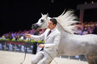 Arap atı Dünya Şampiyonası, Paris Nord Villepente. PARI