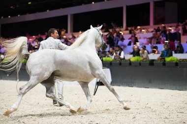 Arap atı Dünya Şampiyonası, Paris Nord Villepente. PARI