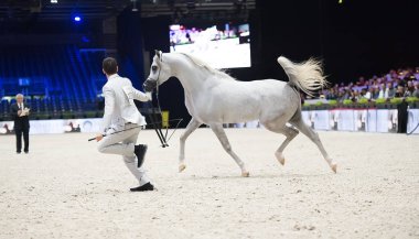 Arap atı Dünya Şampiyonası, Paris Nord Villepente. PARI