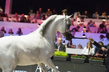 Arap atı Dünya Şampiyonası, Paris Nord Villepente. PARI