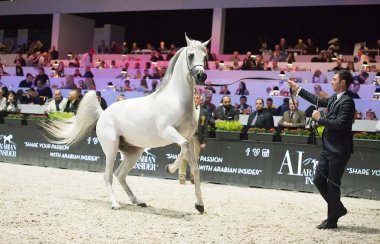 Arap atı Dünya Şampiyonası, Paris Nord Villepente. PARI