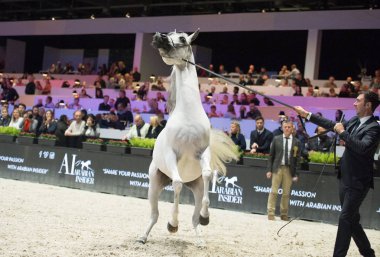 Arap atı Dünya Şampiyonası, Paris Nord Villepente. PARI