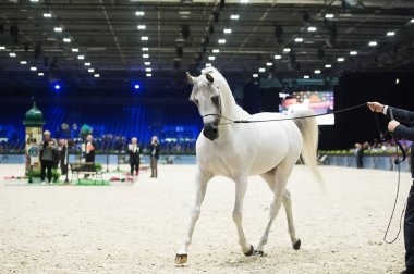 Arap atı Dünya Şampiyonası, Paris Nord Villepente. PARI