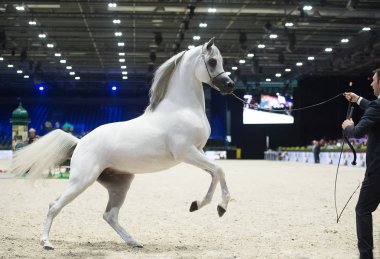 Arap atı Dünya Şampiyonası, Paris Nord Villepente. PARI