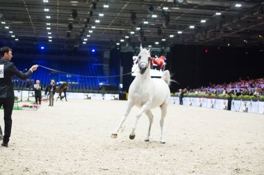 Arap atı Dünya Şampiyonası, Paris Nord Villepente. PARI