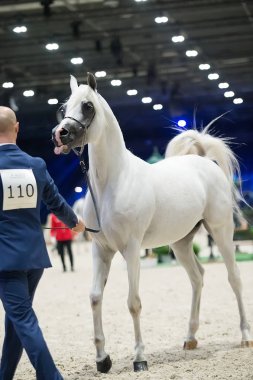 Arap atı Dünya Şampiyonası, Paris Nord Villepente. PARI