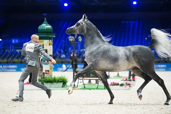 Arabian horse world championship, Nord Villepente in Paris. PARI — Stock Photo, Image