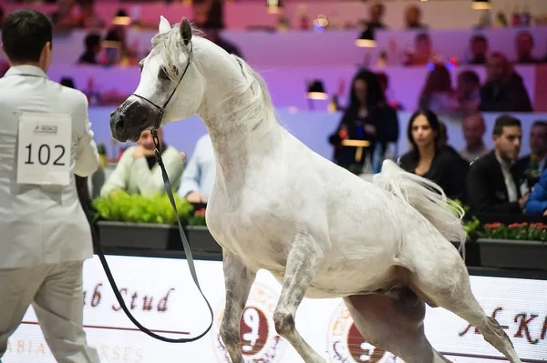 ชิงแชมป์โลกม้าอาหรับ นอร์ดวิลล์เพนเท่นในปารีส ปาริ — ภาพถ่ายสต็อก