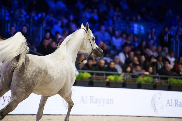 Arap atı Dünya Şampiyonası, Paris Nord Villepente. PARI