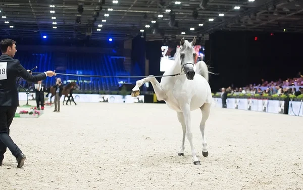 Arabian horse world championship, Nord Villepente in Paris. PARI — Stock Photo, Image