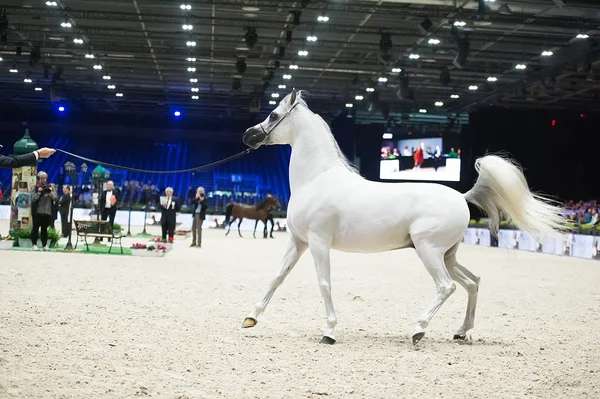 Campionato del mondo di cavalli arabi, Nord Villepente a Parigi. PARI — Foto Stock